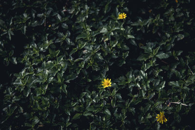 Close-up of yellow flowering plant