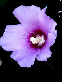 Close-up of purple hibiscus flower against black background