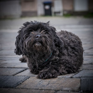 Close-up portrait of dog