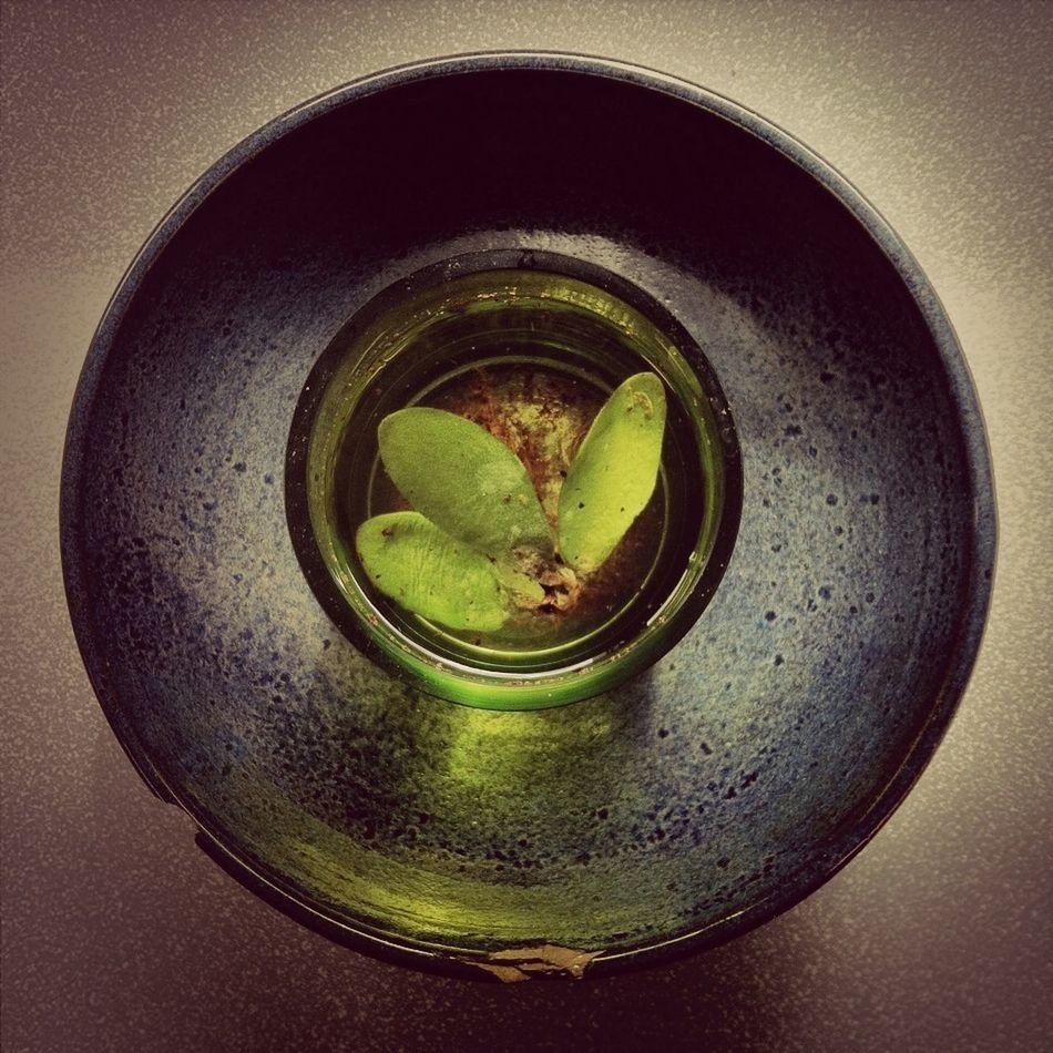 indoors, glass - material, close-up, freshness, green color, still life, table, transparent, high angle view, food and drink, drinking glass, directly above, glass, drink, refreshment, bowl, no people, leaf, reflection, circle