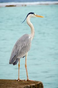 Gray heron perching on retaining wall by sea