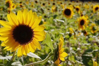 Close-up of sunflower