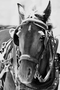 Close-up of horse cart