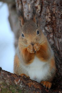 Portrait of squirrel