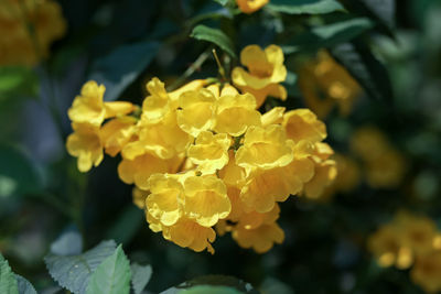 Close-up of yellow flowering plant