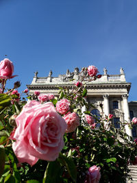 Close-up of pink rose bouquet against clear sky