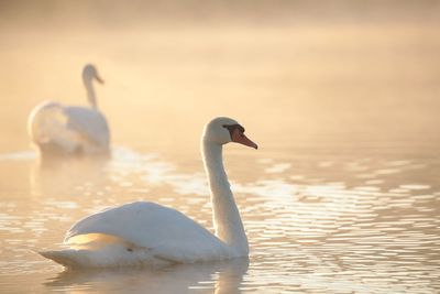 Swan swimming in water