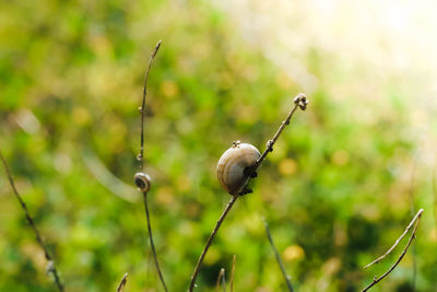 Close-up of insect on plant