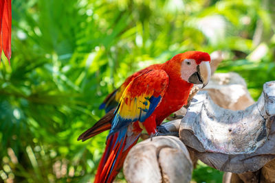 Red macaw parrot perching on tree bark in xcaret ecotourism park