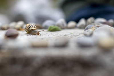 Close-up of bee on leaf