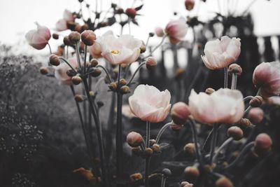 Close-up of white flowering plants