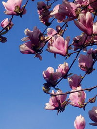 Low angle view of cherry blossom tree