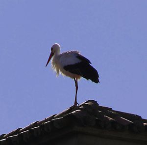 Low angle view of heron perching on wall