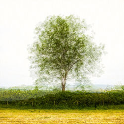 Tree against sky