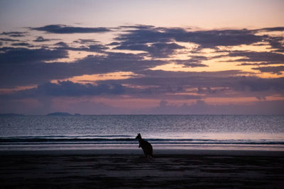 Silhouette person on beach against sky during sunset