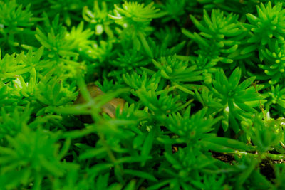 Full frame shot of plants growing on field