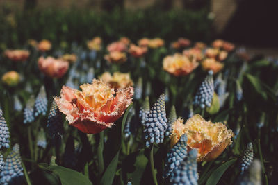 Close-up of orange flowering plant leaves