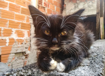 Close-up portrait of a cat