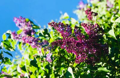 Close-up of purple flowering plant