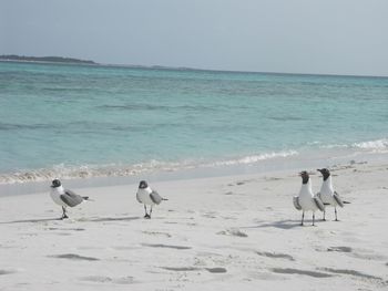 Birds on beach against clear sky