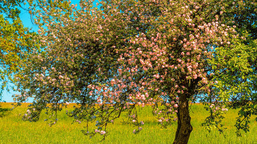 Scenic view of flowering tree in field