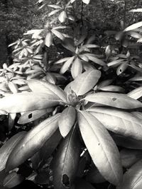 Full frame shot of flowering plants on field