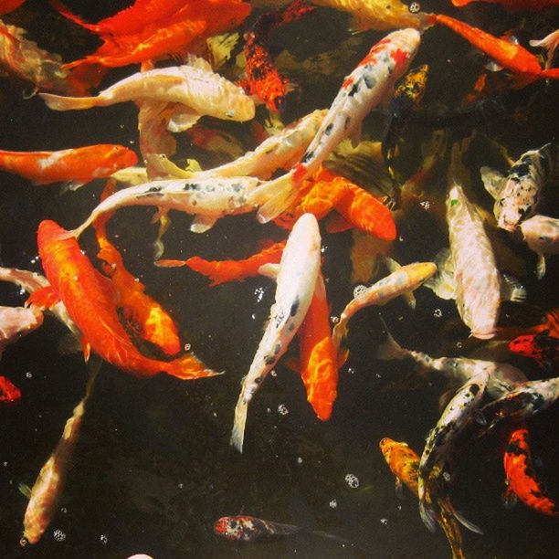 animal themes, fish, water, orange color, animals in the wild, wildlife, high angle view, koi carp, sea life, close-up, nature, medium group of animals, pond, swimming, no people, school of fish, outdoors, day, red