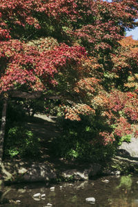 View of flowering plants in garden