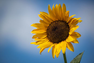 Close-up of sunflower against sky