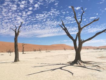 Bare tree on sand dune in desert against sky