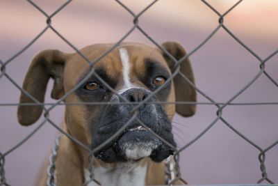 Close-up portrait of dog seen through chainlink fence