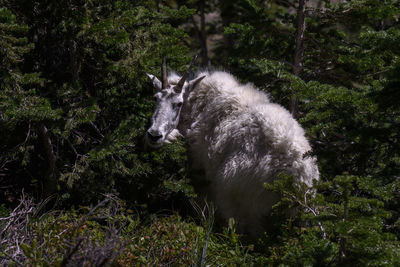 Side view of an animal in forest