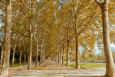 Road amidst trees in forest during autumn