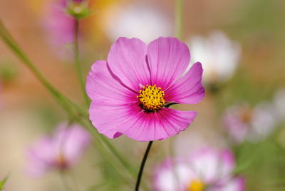 Close-up of fresh purple flowers