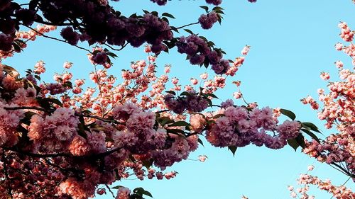 Low angle view of cherry blossoms against clear sky