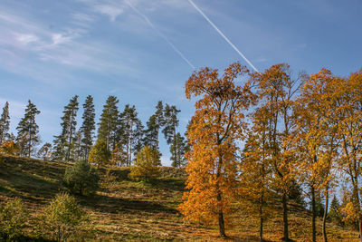 Low angle view of trees against sky