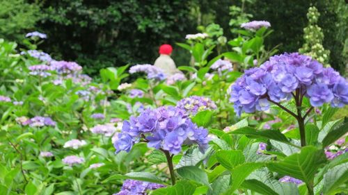 Close-up of purple flowering plants in park