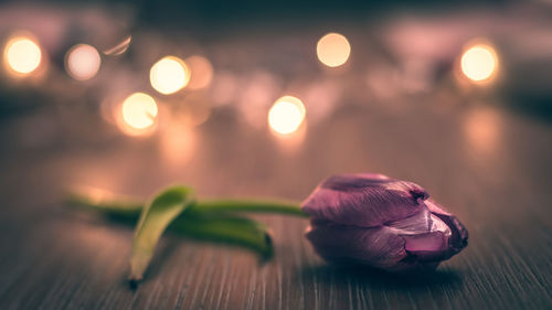 Close-up of flower on table