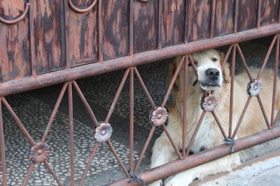 Close-up portrait of dog