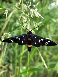 Close-up of butterfly pollinating on flower