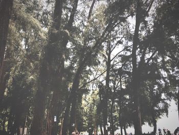 Low angle view of trees in forest