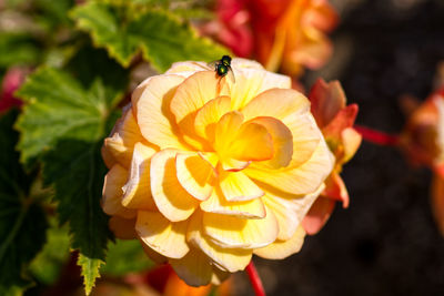 Close-up of insect on flower
