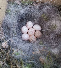 High angle view of eggs in field