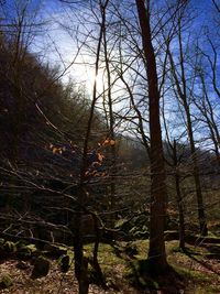 Bare trees in forest