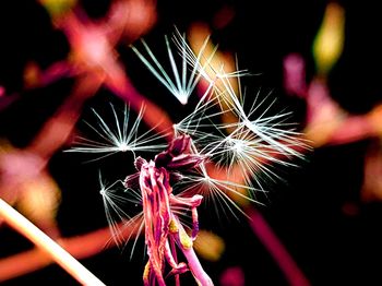 Close-up of multi colored flowers at night