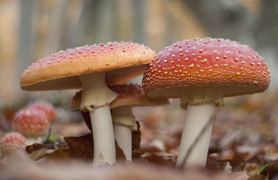 Close-up of fly agaric mushroom on field