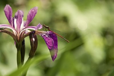 Close-up of purple flowering plant