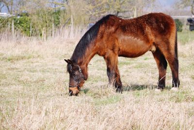 Horse grazing on grassy field