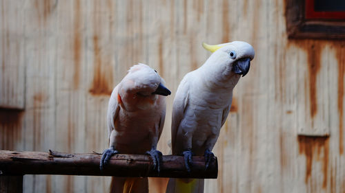 Two birds perching on wood