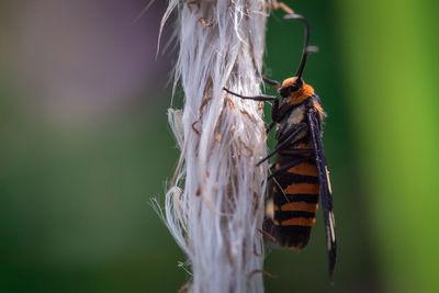 Beauty image of wasp moth hanging on a grass plant